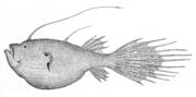 Ceratiidae: Krøyer's deep sea angler fish, Ceratias holboelli