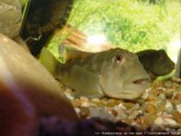 young male Steatocranus sp red eyes ® Cichlidenwelt.de