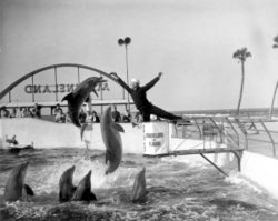 Marineland of Florida, USA — dolphin show, 1964.
