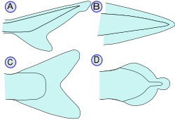 types of caudal fin :(A) - Heterocercal, (B) - Protocercal, (C) - Homocercal, (D) - Diphycercal