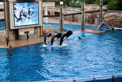 Orcas performing in Shamu stadium at SeaWorld in Orlando, Florida