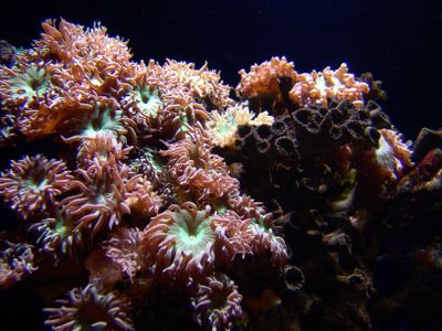 Marine Aquarium - photograph by John Catsoulis