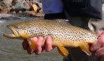 brwon trout