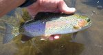 Upper Kings River Rainbow