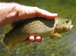 SF Tuolumne Brown