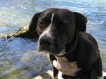 Baby the fishin' dog