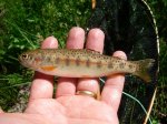 McCloud River Redband
