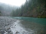 Oregon Coastal Steelhead