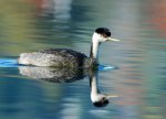 the_Grebe