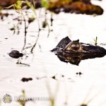 Yacare caiman