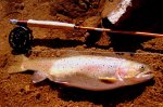 Lohantan Trout